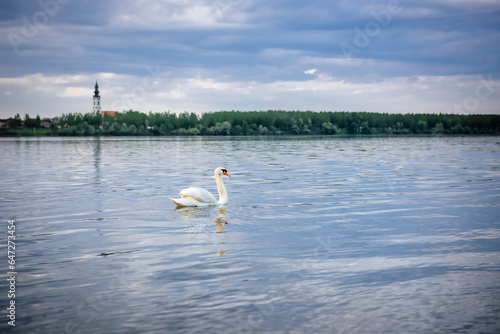 A beautiful white swan swimming in the Danube river, in front of a rural landscape and a bell tower on a cloudy day. Travel to Serbia, the Balkans