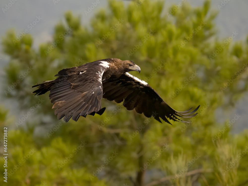 Obraz premium Spanish imperial eagle, Aquila adalberti,