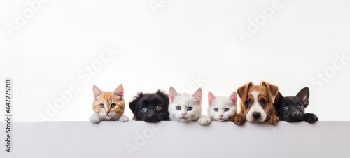 Cute different dogs and cats peeking on isolated white background, with copy space, blank for text ads, and graphic design..