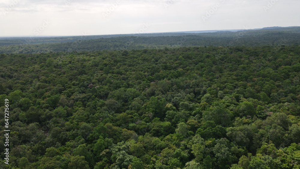 forest in the mountains