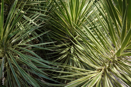 palmier texture verte de jardin
