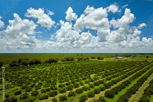 Orange grove in Florida rural farmlands with rows of citrus trees growing on a sunny day photo