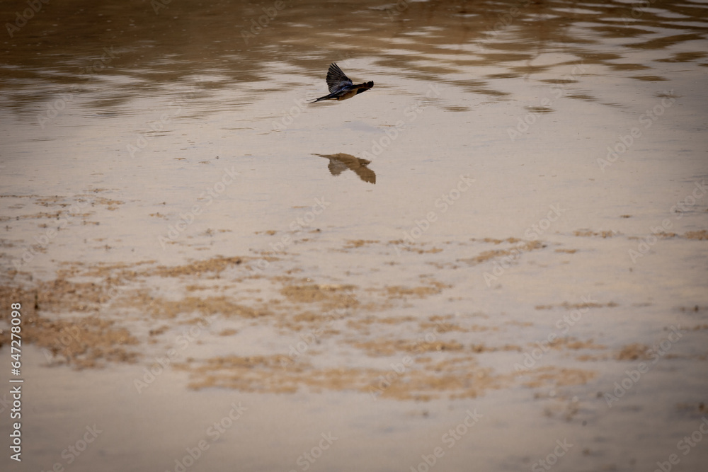 bird, water, nature, animal, wildlife, flying, sand, birds, coast, waves, flight, egret, beak, sky, feathers, lake bird, water, nature, animal, wildlife, flying, sand, birds, coast, waves, flight, egret, beak, sky, feathers, lake