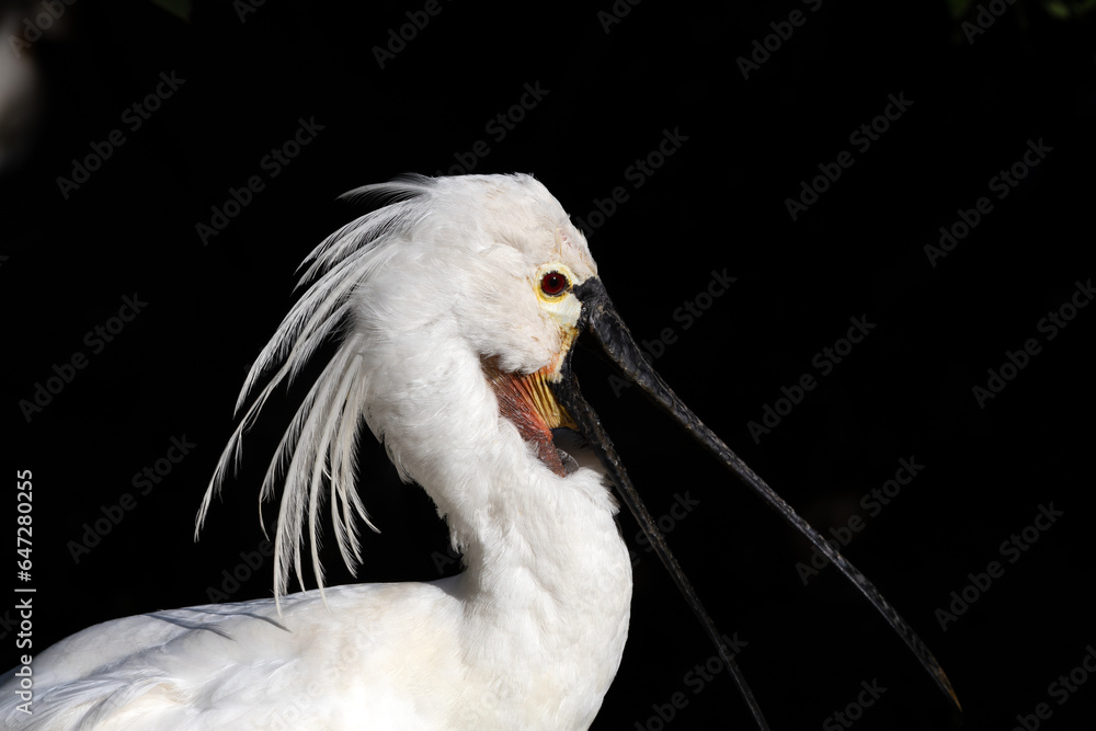 Eurasian spoonbill white bird portrait Eurasian spoonbill white bird portrait