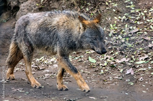  European wolf moves along the road in search of food.