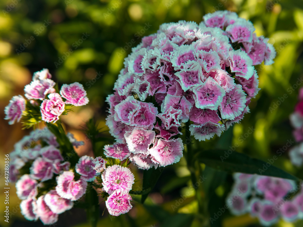 Perennial flowering carnation is popular plant in flower gardens. Perennial flowering carnation is popular plant in flower gardens.