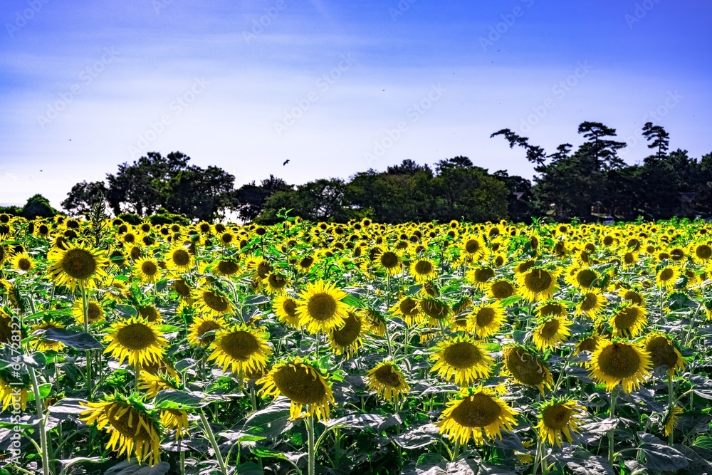 Obraz premium 長崎鼻のヒマワリ