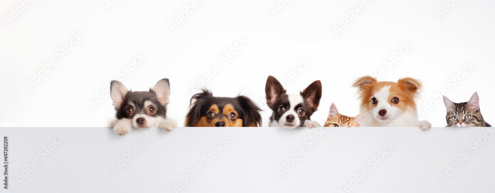 Cute different dogs and cats peeking on isolated white background, with copy space, blank for text ads, and graphic design.