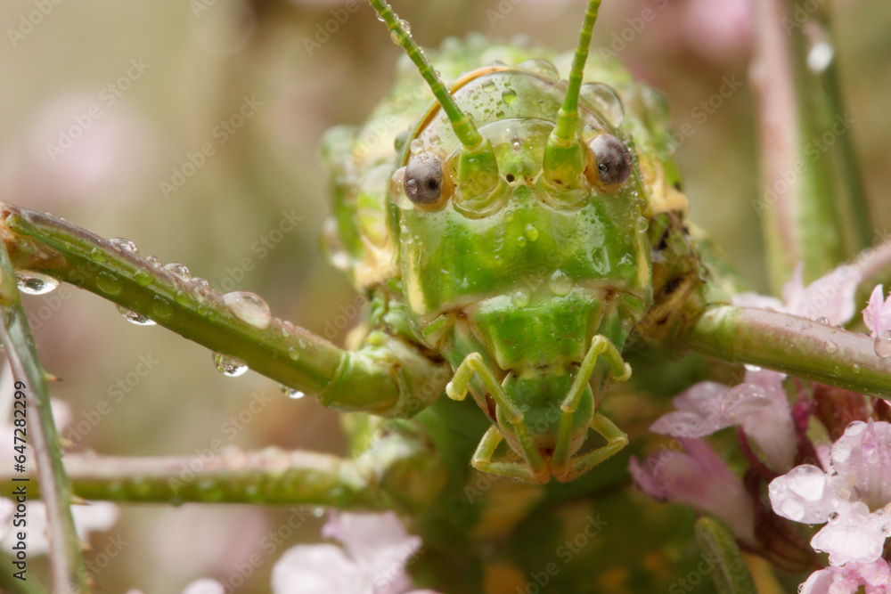 Fototapeta premium Primer plano frontal de saltamontes Steropleurus andalusius con gotas de lluvia sobre planta de tomillo, Alcoi, España