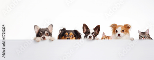 Cute different dogs and cats peeking on isolated white background, with copy space, blank for text ads, and graphic design.