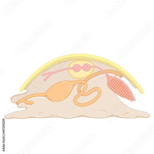 digestive system of a mollusk illustration of a shell