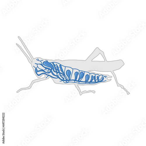 digestive system of a grasshopper