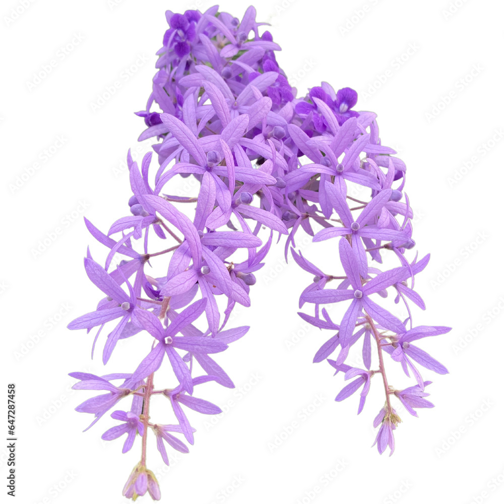 Photo. A bunch of purple flowers on a transparent background. Photo. A bunch of purple flowers on a transparent background.