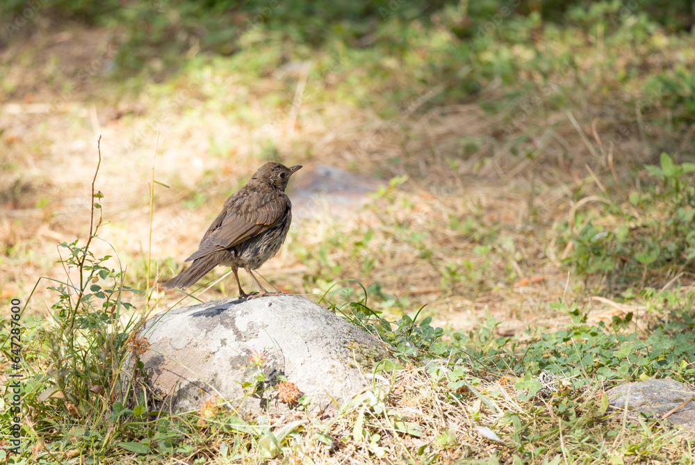 joke, jay crow, finch, tree, nature, animal, wildlife, branch, wood, wild, forest, squirrel, bird, brown, trunk, green, joke, jay crow, finch, tree, nature, animal, wildlife, branch, wood, wild, forest, squirrel, bird, brown, trunk, green,