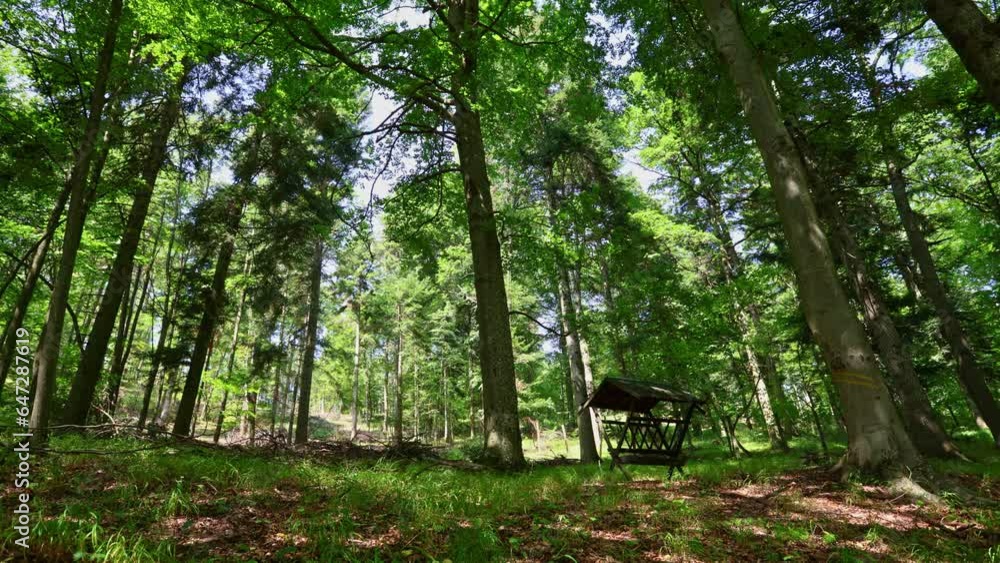 Wild animals feeder in slovak forest pan video. Wild animals feeder in slovak forest pan video.