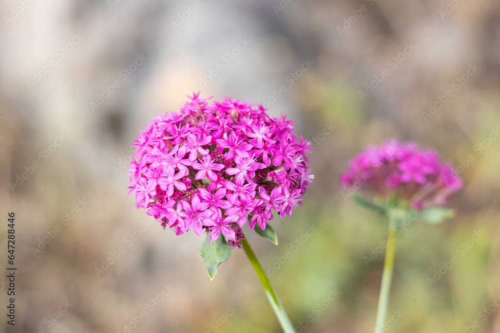 Fototapeta premium flower, nature, plant, pink, spring, flora, garden, purple, summer, flowers, bloom, blossom, clover, field, macro, close-up, bee