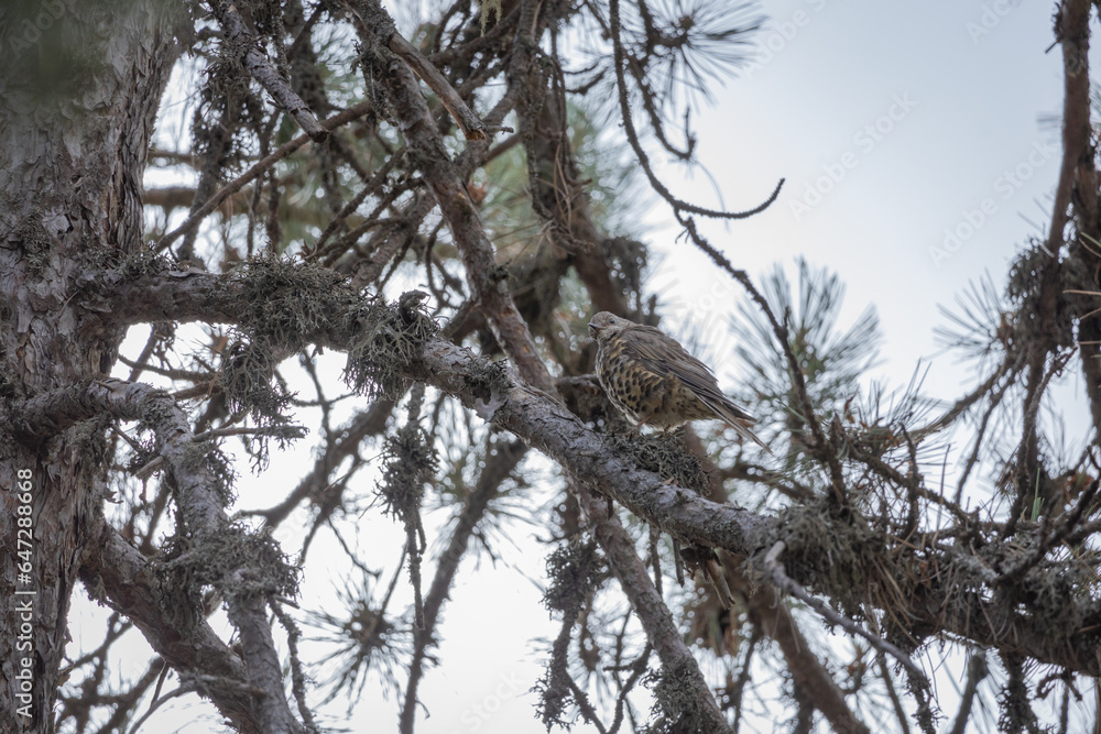 joke, jay crow, finch, tree, nature, animal, wildlife, branch, wood, wild, forest, squirrel, bird, brown, trunk, green, joke, jay crow, finch, tree, nature, animal, wildlife, branch, wood, wild, forest, squirrel, bird, brown, trunk, green,