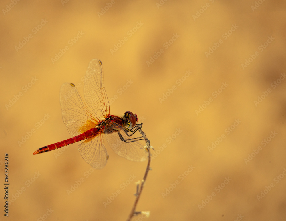 dragonfly, bug, animal, macro, closeup, naturel, wild, color dragonfly, bug, animal, macro, closeup, naturel, wild, color