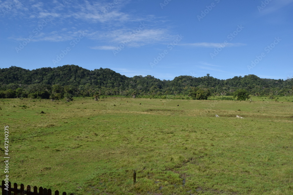 Obraz premium View of a landscape with wide grasslands and trees in the distance with a blue sky and several wild animals