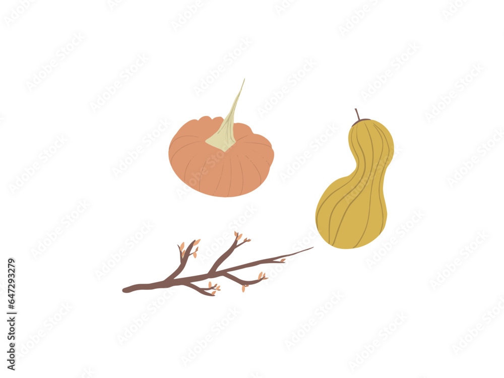 Obraz premium Courge / Citrouille / branche