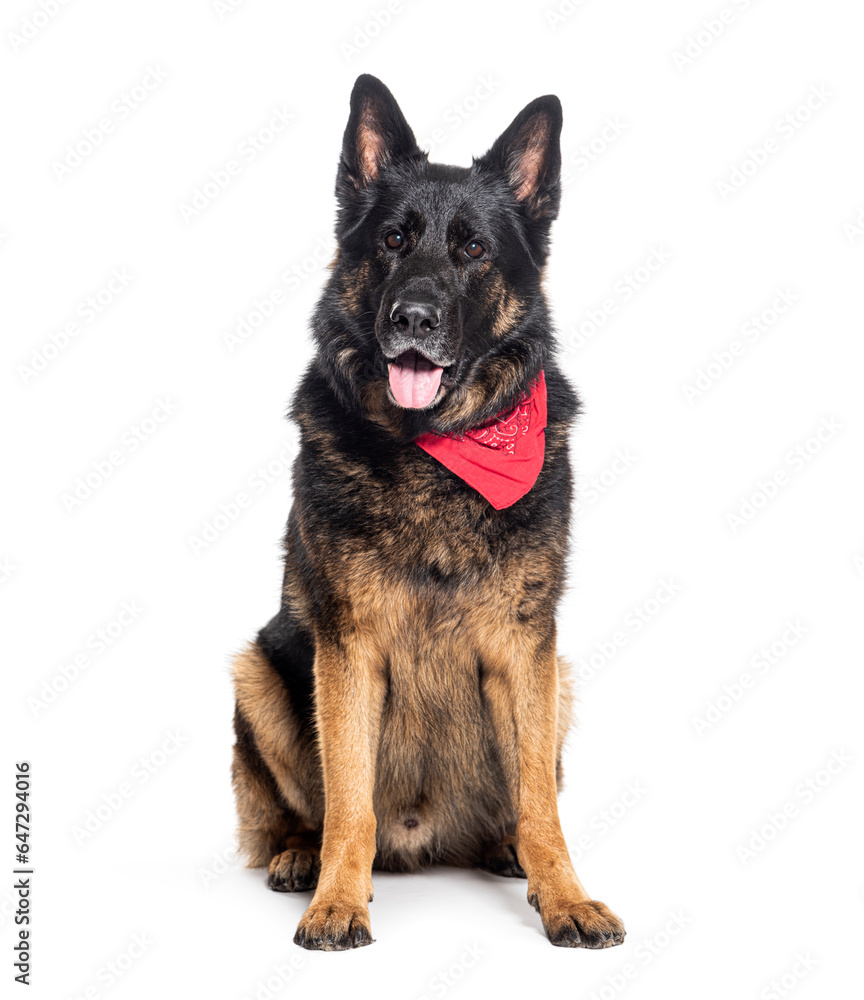 Panting German shepherd wearing a red scarf, isolated on white