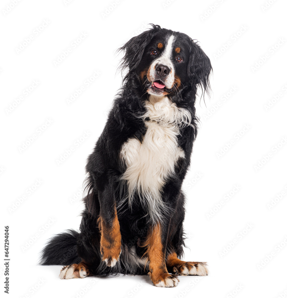 Pawing Bernese mountain dog panting looking at the camera, isolated on white