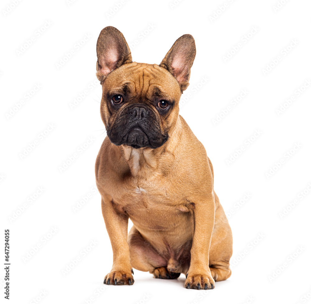 Sit French bulldog looking at camera, isolated on white
