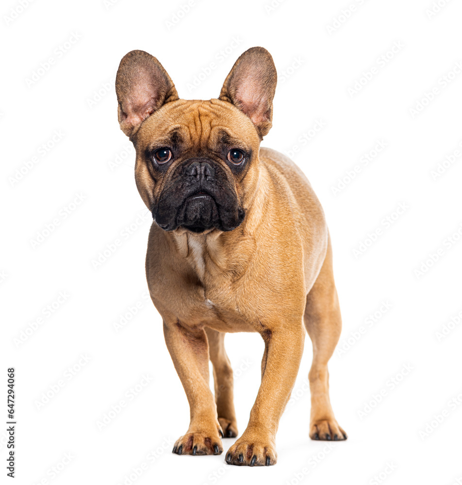standing French bulldog looking at camera, isolated on white