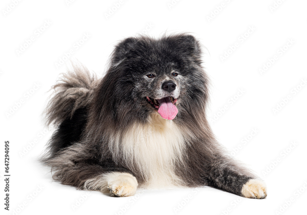 Long haired akita inu isolated on white Stock Photo Adobe Stock