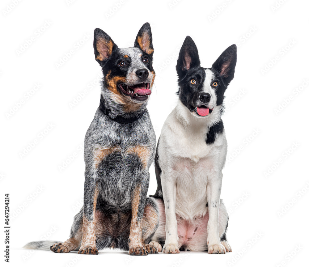 Australian Cattle Dog and a mongrel dog, isolated on white