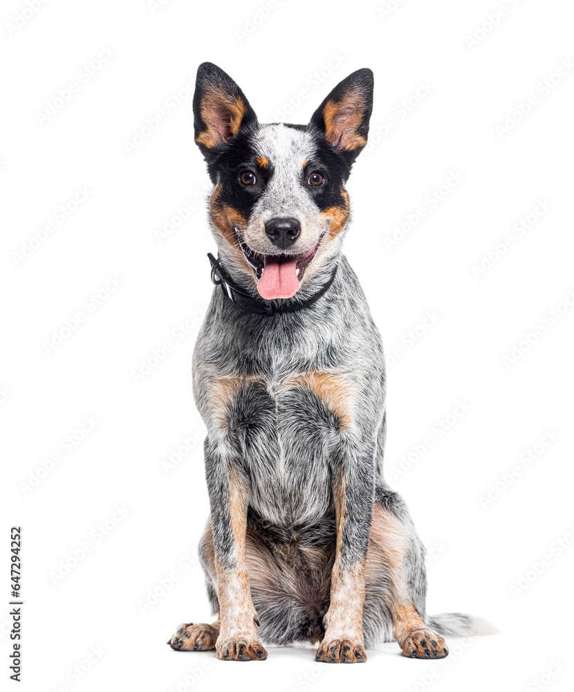 Sitting and panting Australian Cattle Dog looking at the camera, isolated on white Sitting and panting Australian Cattle Dog looking at the camera, isolated on white