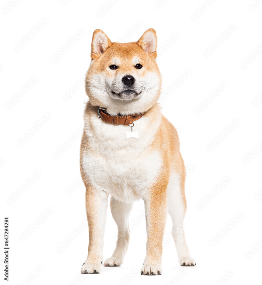 Shiba inu wearing a dog collar, isolated on white