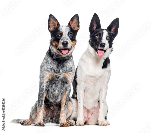 Australian Cattle Dog and a mongrel dog, isolated on white © Eric Isselée