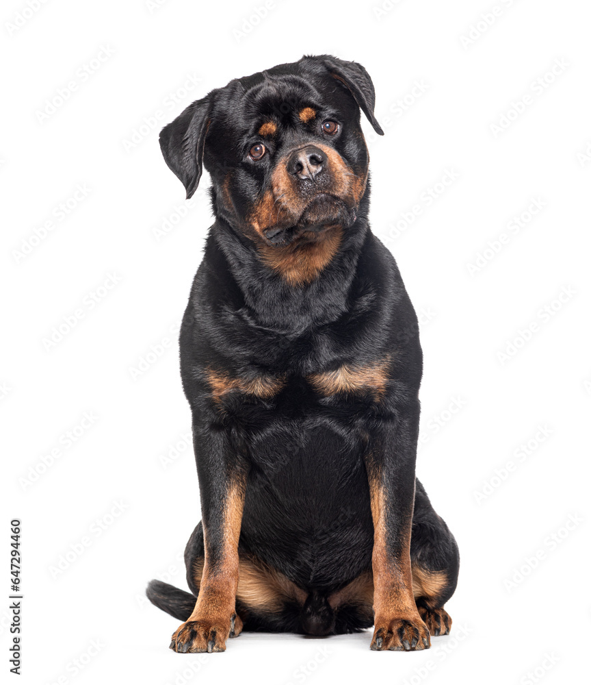 Mongrel sitting, looking at camera, Crossbreed with a Rottweiler, isolated on white Mongrel sitting, looking at camera, Crossbreed with a Rottweiler, isolated on white