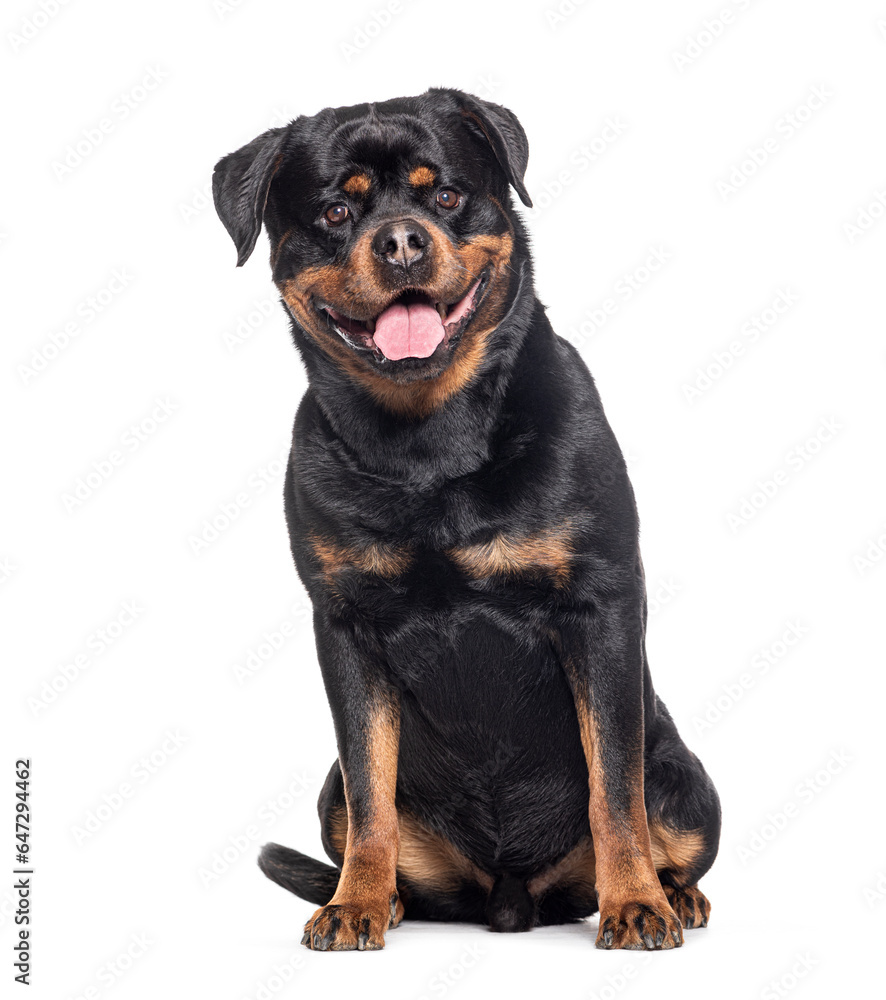 Mongrel sitting and panting, looking at camera, Crossbreed with a Rottweiler, isolated on white Mongrel sitting and panting, looking at camera, Crossbreed with a Rottweiler, isolated on white