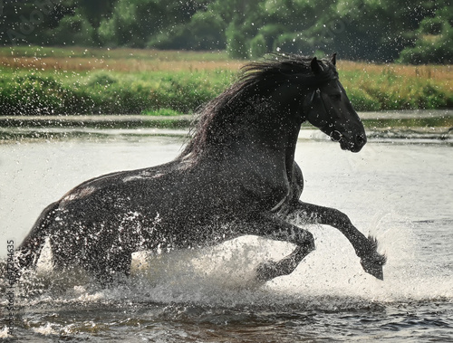 A black horse of the Frisian breed runs bathing with splashes in the river lake