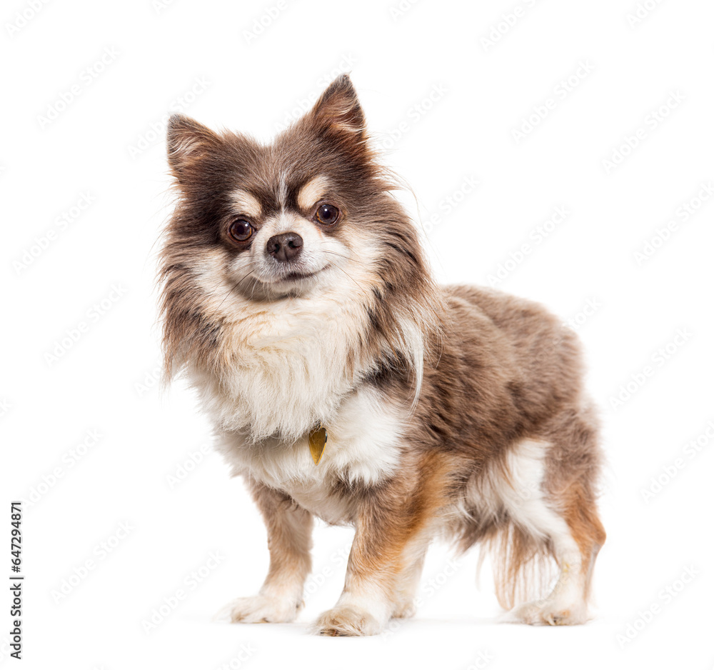 Tricolor Chihuahua standing, isolated on white