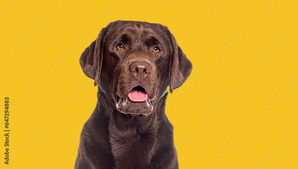 Head shot of a Panting Chocolate labrador looking away, against yellow background Head shot of a Panting Chocolate labrador looking away, against yellow background