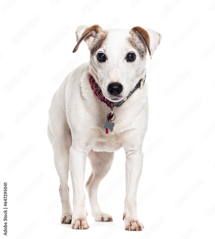 Old mongrel dog, isolated on white