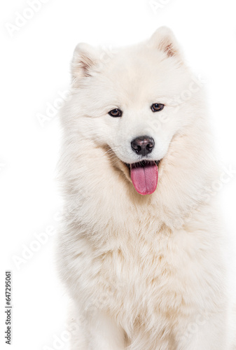 Head shot of a white Panting Samoyed dog looking at the camera, isolated on white