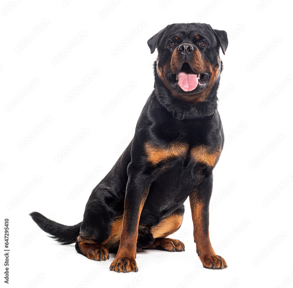 Fototapeta premium Panting Rottweiler, isolated on white
