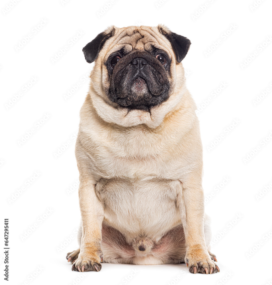 Pug sitting and facing at the camera, isolated on white