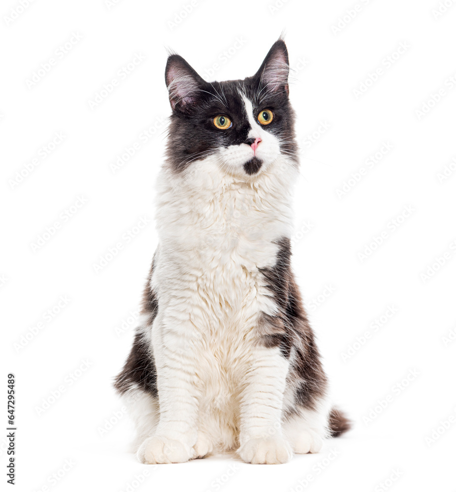Obraz premium Sitting young Grey and white Mixedbreed cat yellow eyed, isolated on white
