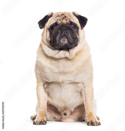 Pug sitting and facing at the camera  isolated on white