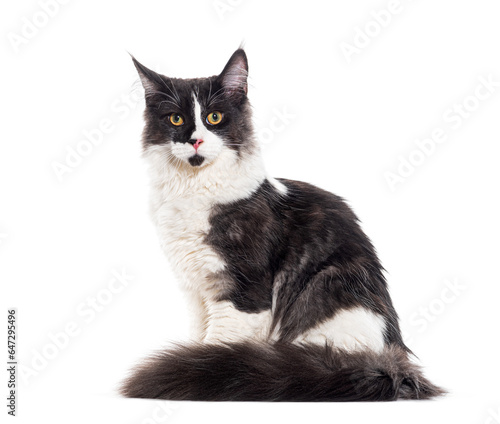 Black and white Mixedbreed cat yellow eyed, isolated on white