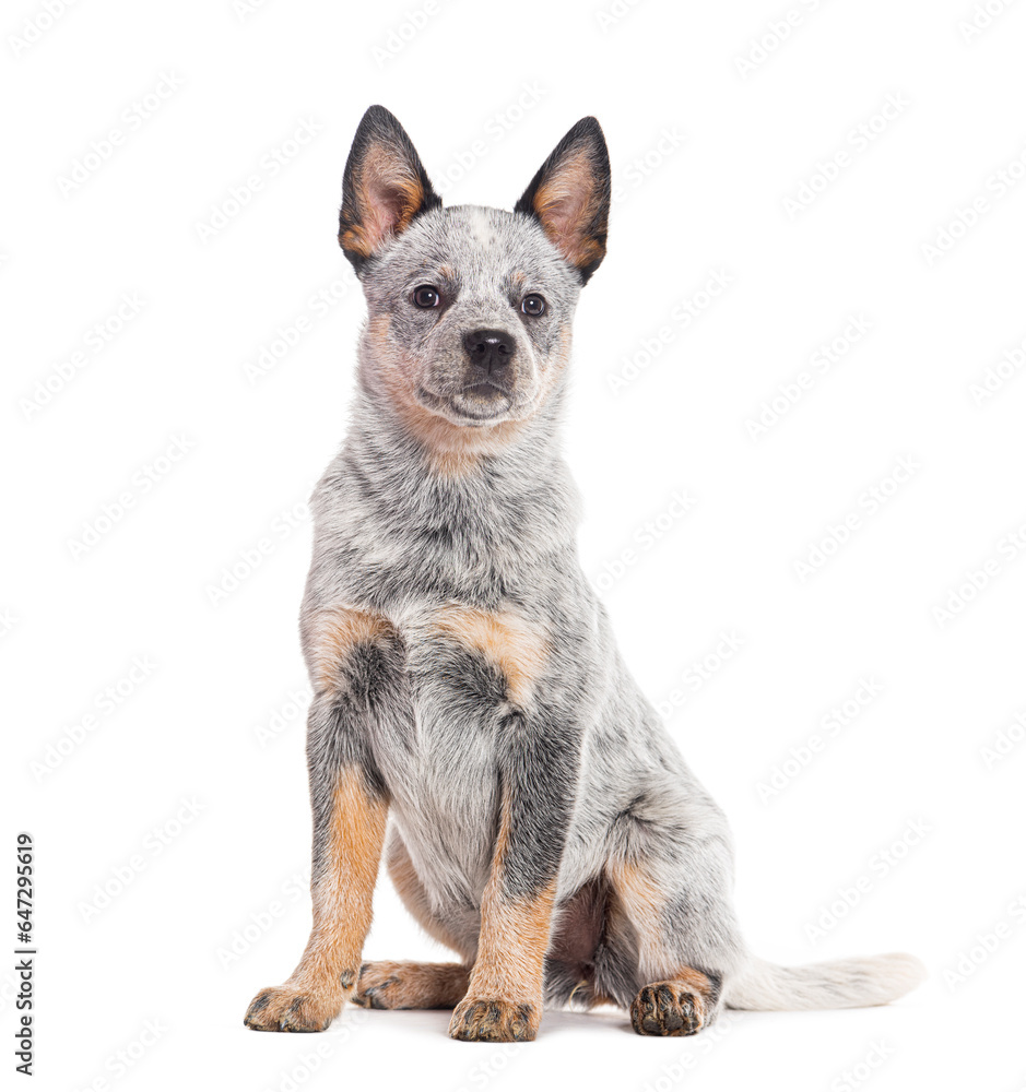 Obraz premium Puppy Australian Cattle Dog, three months old, isolated on white