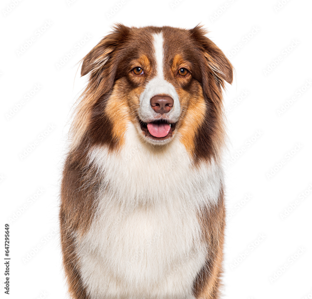 Head shot of a panting Australian shepherd looking at the camera, isolated on white