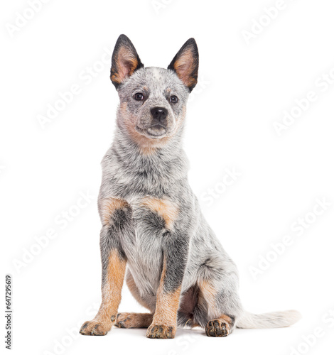 Puppy Australian Cattle Dog, three months old, isolated on white © Eric Isselée