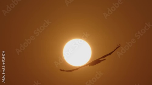 Beautiful silhouette of an eagle bird flying in slow motion against the background of a solar disk on the horizon. Freedom concept