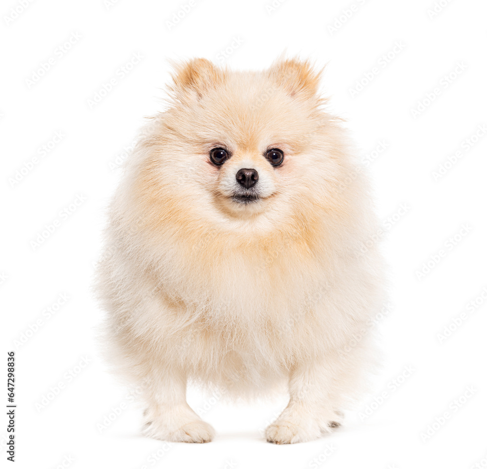 Crossbreed dog looking at camera, isolated on white Crossbreed dog looking at camera, isolated on white